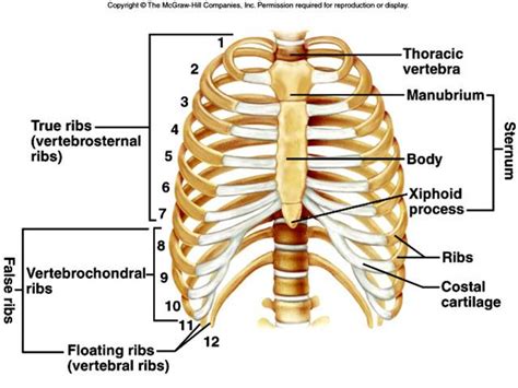 Maybe you would like to learn more about one of these? Parts of human skeleton.pdf / Bagian-bagian Rangka Manusia