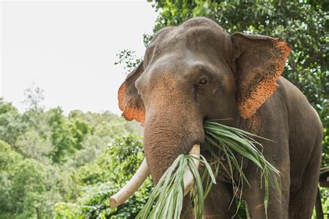 Retrato Elefante Comiendo Foto Premium