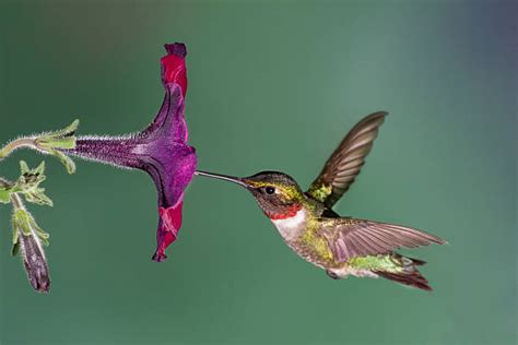 So erkennen sie das taubenschwänzchen. Colibri Banque d'images et photos libres de droit - iStock