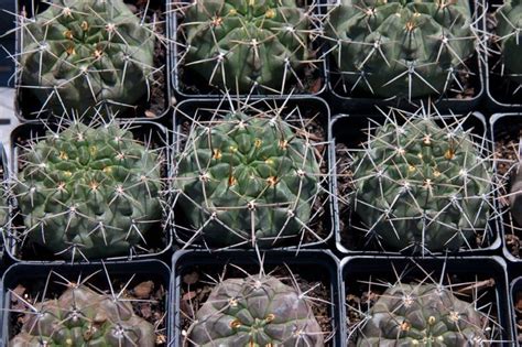 The ideal temperature at night is 5 to 10ºc, during the day 20 ºc. 17 Best images about cold hardy cacti on Pinterest ...
