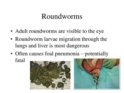 Roundworms In Horses Symptoms Causes Diagnosis