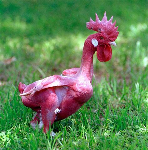 Tywkiwdbi Tai Wiki Widbee Featherless Chicken