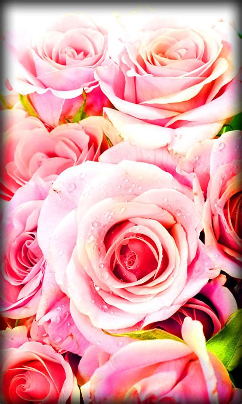 3d rose live wallpaper apk content rating is everyone and can be downloaded and installed on android devices supporting 15 api and above. Roses Live Wallpaper Free Android Live Wallpaper download ...