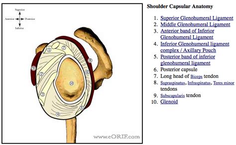 The shoulder anatomy includes the anterior deltoid, lateral deltoid, posterior deltoid, as well as the 4 rotator cuff muscles. Adhesive Capsulitis M75.00 726.0 | eORIF