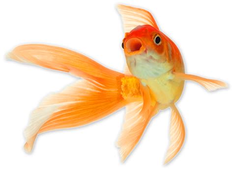 Goldfish Png Transparent Images Pictures Photos Png Arts