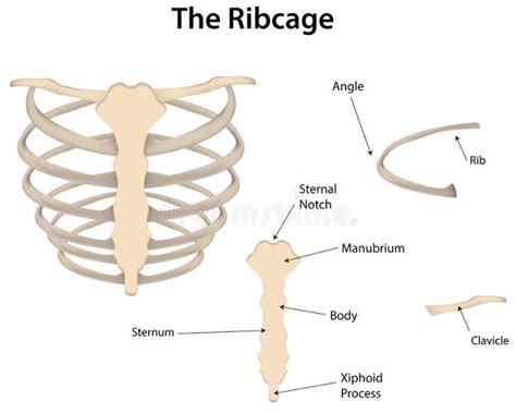 Diagrams The Rib Cage Labeled Diagram Xiphoid Process Human Body