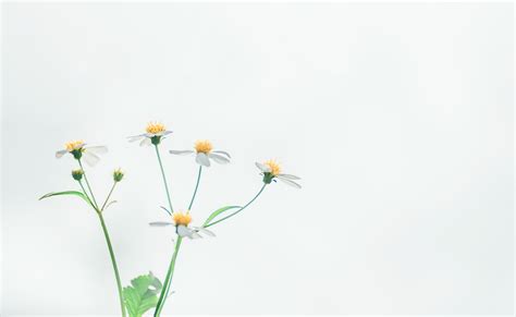 Free Images : bloom, blossom, chamomile, desktop backgrounds, flora ...