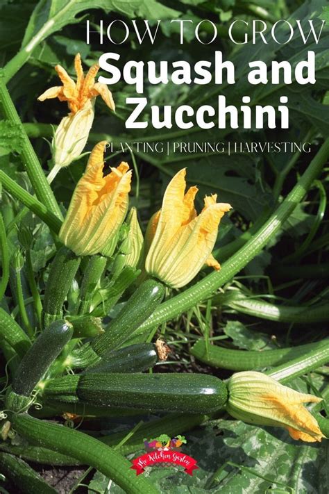 When the time lengthens in midsummer, meristems along the vine grow into flower buds. How to Grow Squash and Zucchini in 2020 | Growing squash ...
