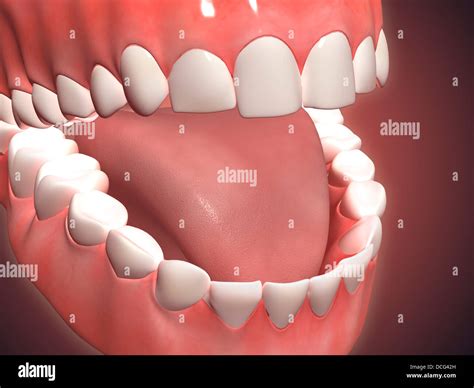 Medical Illustration Of Human Mouth Open Showing Teeth Gums And Stock