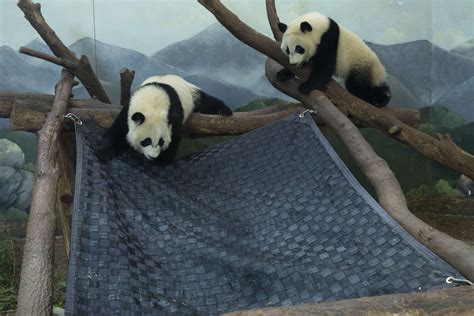 Panda Updates Monday February 5 Zoo Atlanta