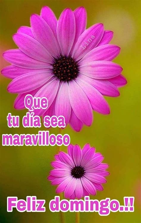 Arriba 93+ imagen buenos dias de domingo con flores - Viaterra.mx