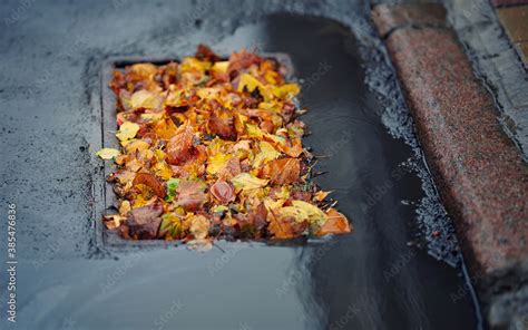 Autumn Foliage Clogged Storm Drain Sewer Leafs Clogs Water Drainage Street Water Drain