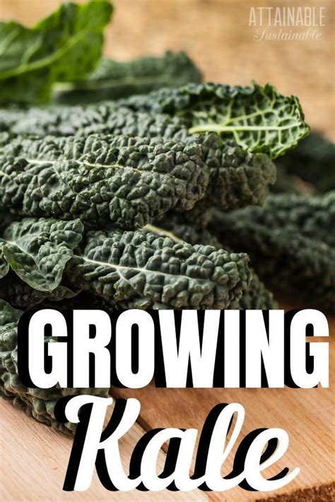 Growing Kale In Your Urban Garden Is Easy Its Harvest Season Can Last