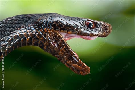The Head Of A Poisonous Snake Of A Black Viper With An Open Mouth On A