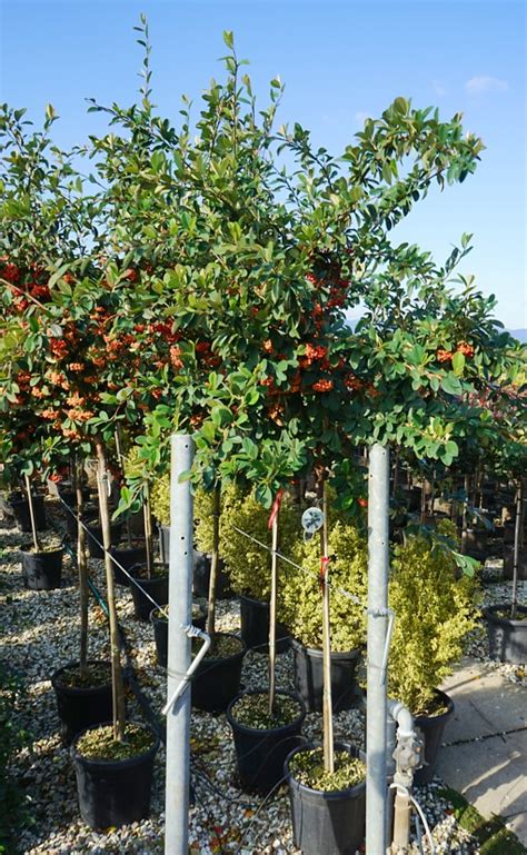 Cotoneaster /kəˈtoʊniːˈæstər/ is a genus of flowering plants in the rose family, rosaceae, native to the palaearctic region (temperate asia, europe, north africa), with a strong concentration of diversity in the genus in the mountains of southwestern china and the himalayas. Cotoneaster lacteus - Havlis.cz