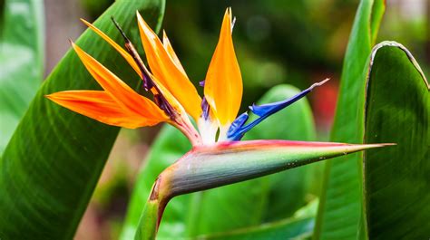 Bird Of Paradise Everything You Should Know Before Planting