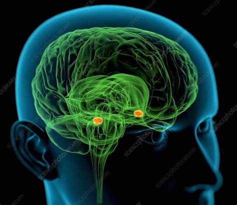 Amygdala In The Brain Artwork Stock Image C0036811 Science