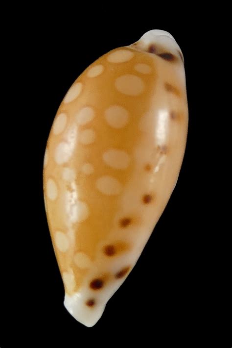 Cribrarula cumingii cumingii 15.52 mm Gem - Thelsica