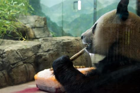 Panda Cam Is Back Watch Smithsonian National Zoo Giant Pandas Mei