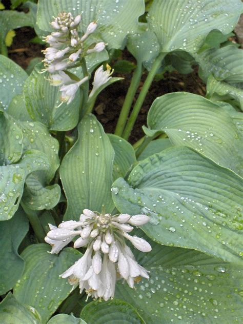Eating pineapples will not cause a miscarriage. Hosta (geslacht) - Wikipedia