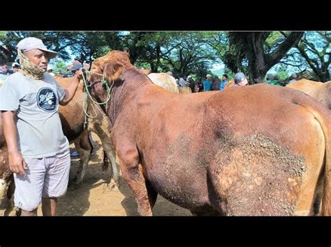 Limousin Juta Calon Qurban Harga Ekonomis Pasar Jatirogo Youtube