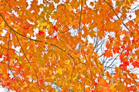 Fall Foliage Stock Image Image Of Outdoors Color Forest 25263079