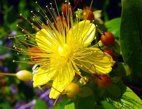 Hypericum perforatum 4 dh gouttes est un médicament homéopathique du laboratoire boiron. ST. JOHN'S WORT FLOWER ESSENCE Hypericum perforatum