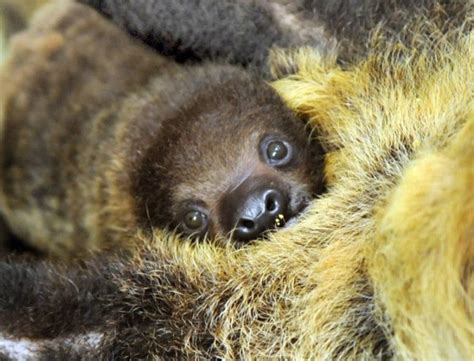 Its Sloth Week So Heres 10 Great Facts About Sloths