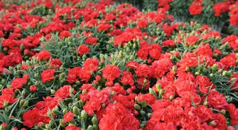 Vista superior de belas flores de cravo rosa e branco e cartão com letras de primavera em armação redonda no fundo rosa. Uma flor da mudança: A Revolução dos Cravos em Portugal ...