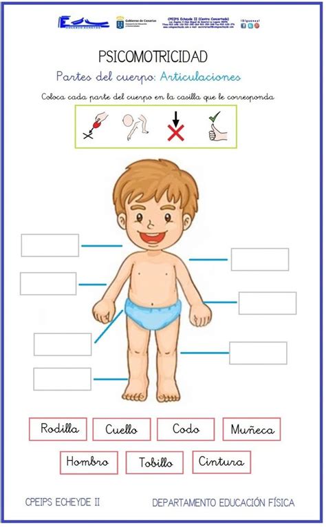 ️las Partes Del Cuerpo Worksheet Free Download