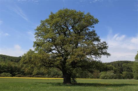 Oak Tree In Early Autumn Stock Photo Image Of Landscape 5429964