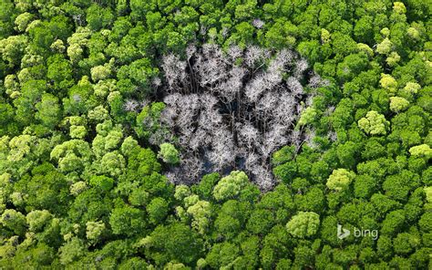 Rainforest Trees Burned By Lightning In Daintree National Park Far