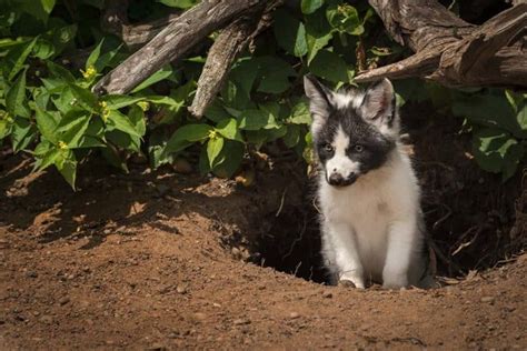 Canadian Marble Fox What You Need To Know