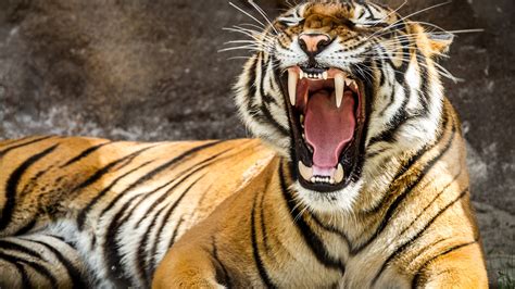 Tiger K Ultra Hd Wallpaper And Background Image X Id