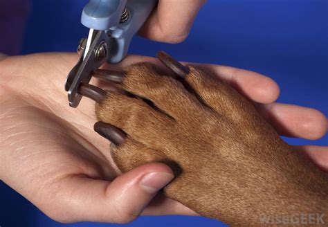 Cutting black dog nails without hurting the quick. Trimming Your Dog's Nails - Petswelcome.com