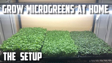 Grow Microgreens At Home The Setup Youtube