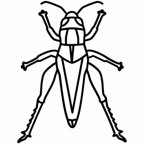Cricket Insect Clipart Black And White