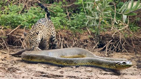 Amazing The Jaguar Devouring A Giant Anaconda Youtube