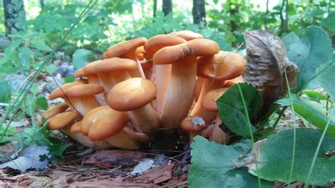 Orange Cluster Of Mushrooms In My Yard Ive Browsed The Internet And