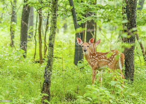 Whitetail Deer Fawn Stock Photo Download Image Now Animal Animal