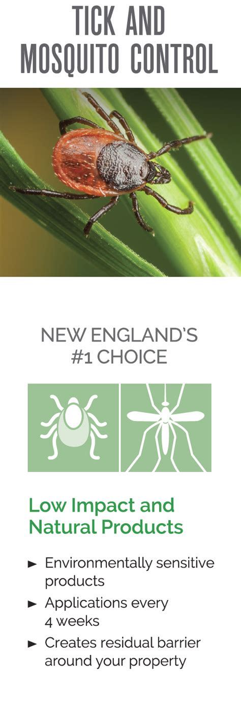 Bed bugs can be tricky to identify. How to properly treat for ticks in Massachusetts