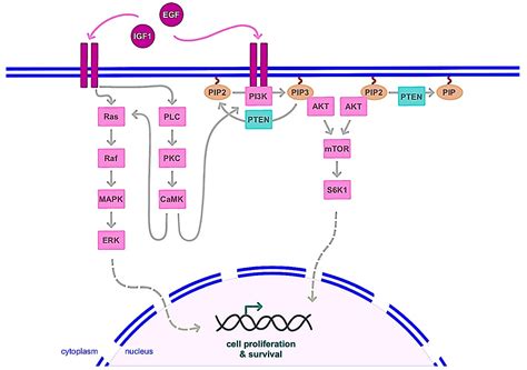 Ijms Free Full Text A Basic Review On Estrogen Receptor Signaling