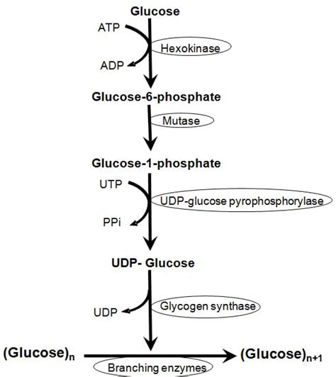 Glycogenesis Cycle Steps Significance Vs Gluconeogenesis