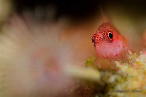 Trimma Halonevum Skinspot Pygmy Goby The Three P Underwater Macro