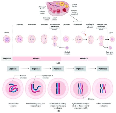 A Scheme Showing The Processes Of Meiosis I And Ii Of The Human