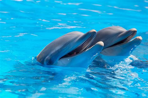 Dolphins 4k Ultra Hd Wallpaper Background Image 4800x3190 Id