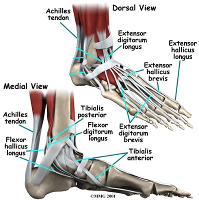 All ankle and foot ligaments and tendons are anisotropic and appear hypoechoic if the transducer is not perpendicular to their fibers. A Patient's Guide to Foot Anatomy