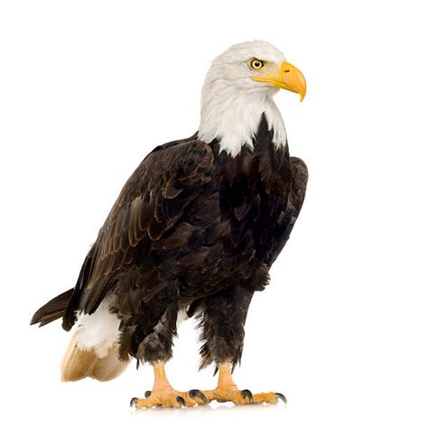 Bald Eagle Stock Photos Pictures And Royalty Free Images Istock