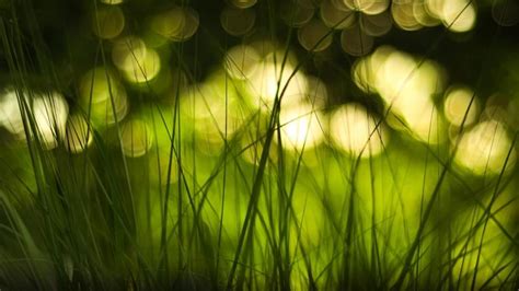 Green Grass With Bokeh Lights Wallpaper Backiee