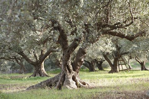 Greece Crete Olive Tree In Olive Orchard Stockphoto